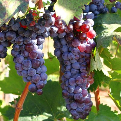 Régi Magyar Szőlőfajtákért Egyesület - szőlő